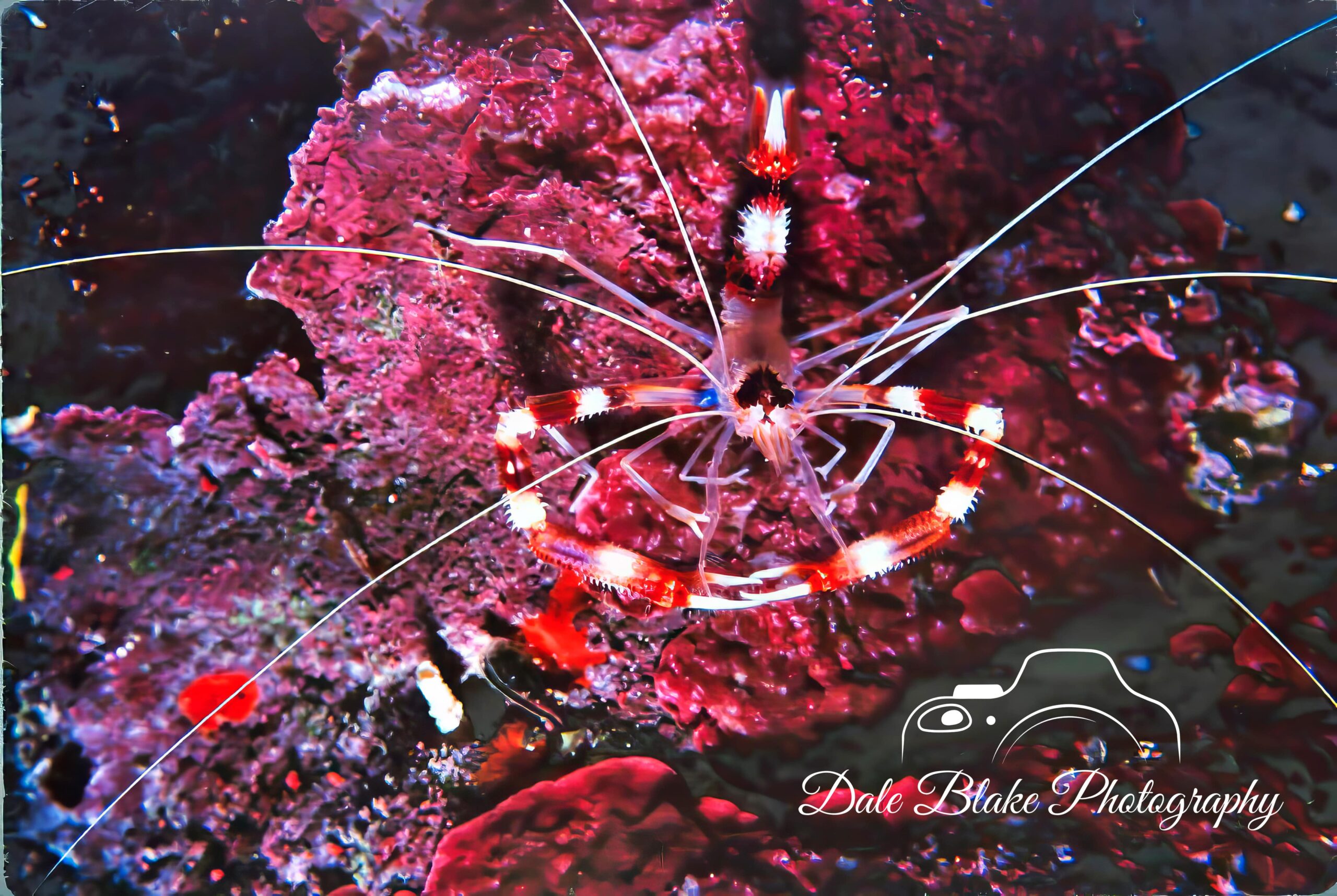 Banded Coral Shrimp-Bahamas-min