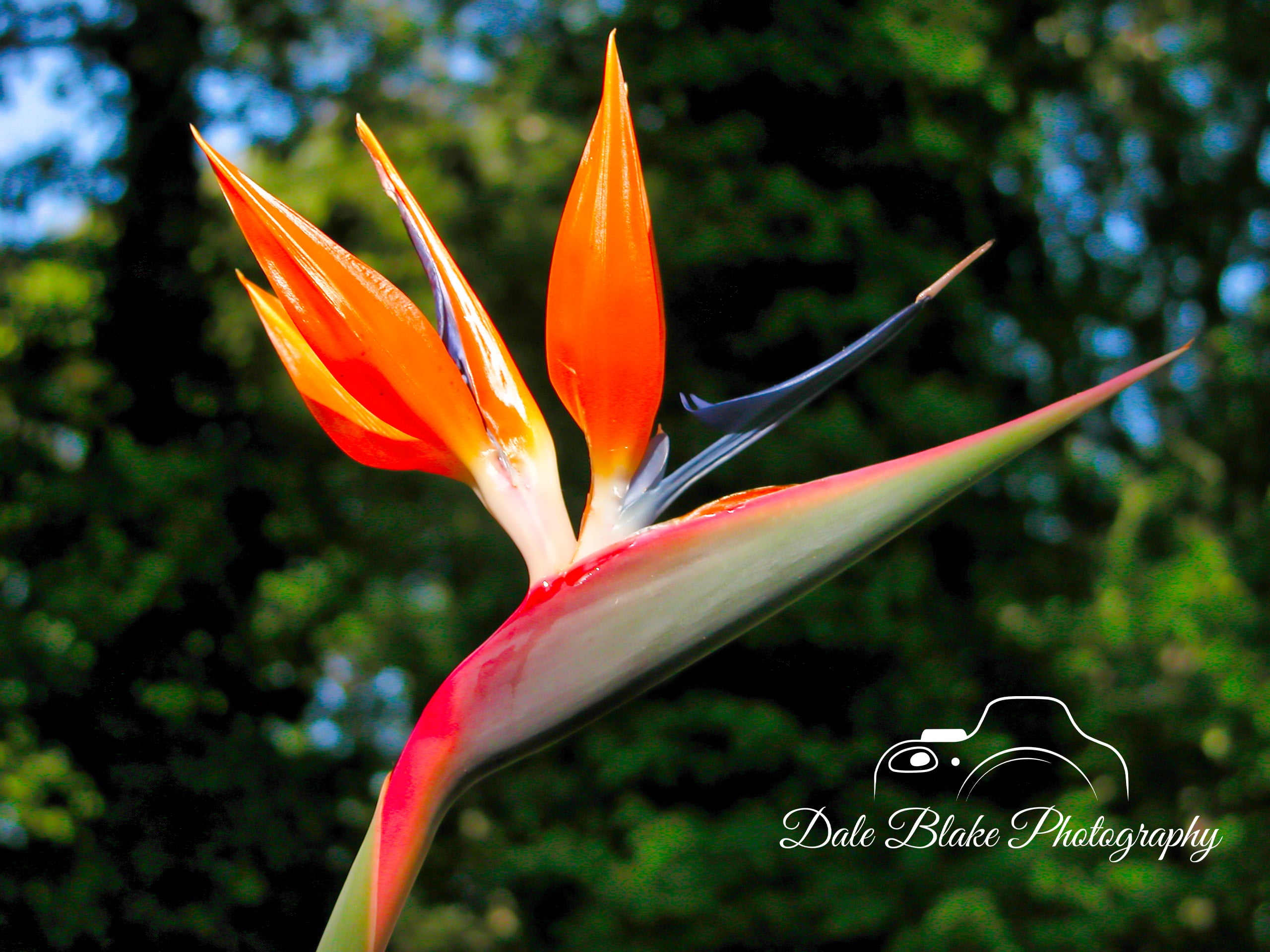 Bird of Paradise-min