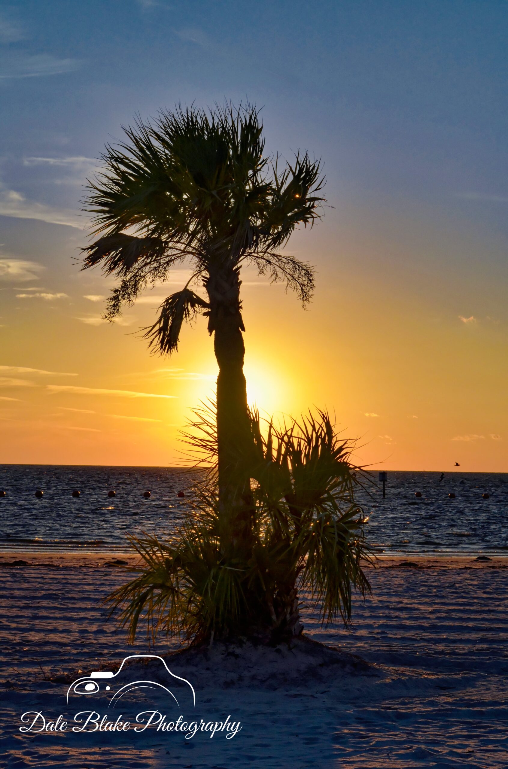 Crystal River Palm Sunset-min