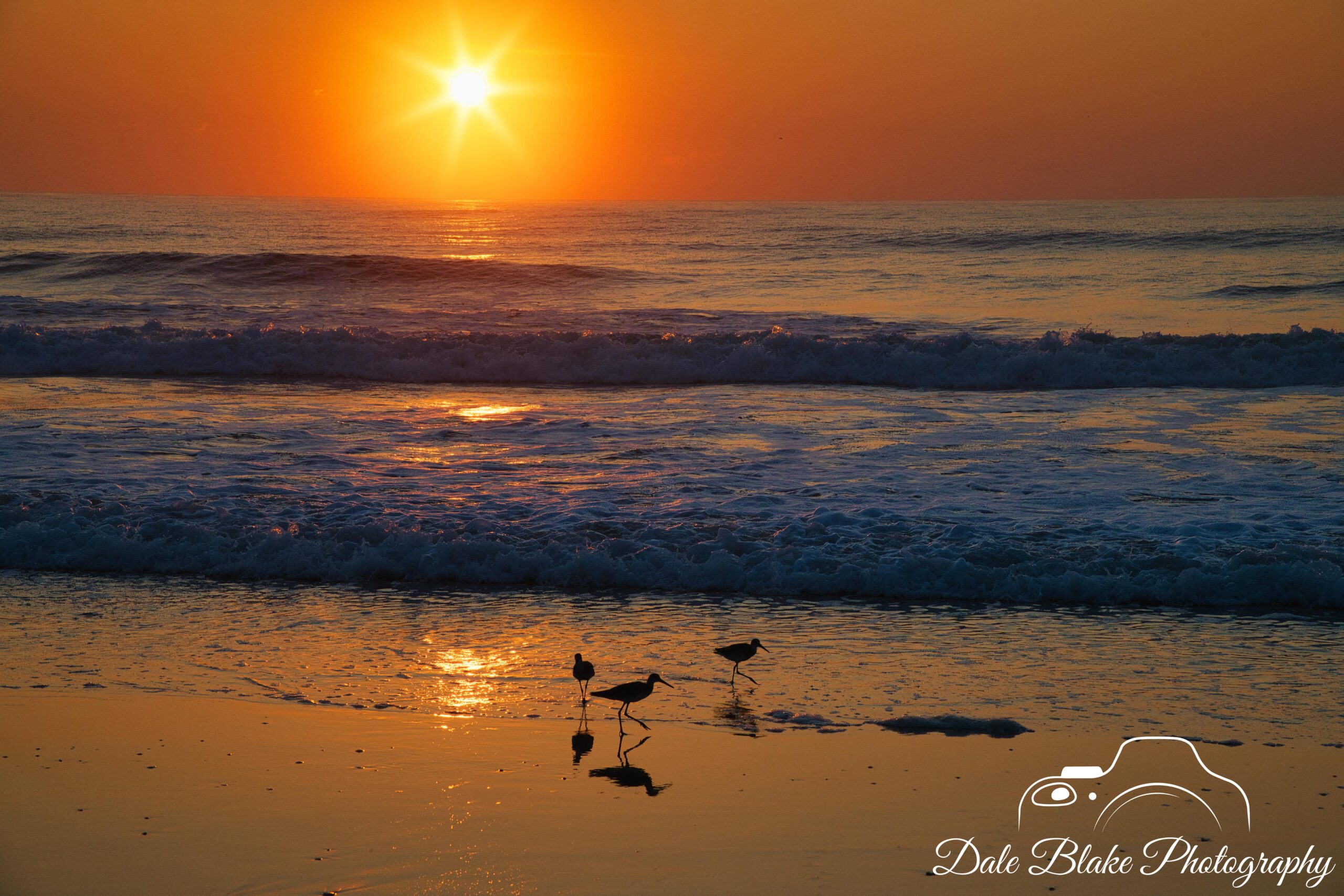 DSC_4248-Beach Birds-min