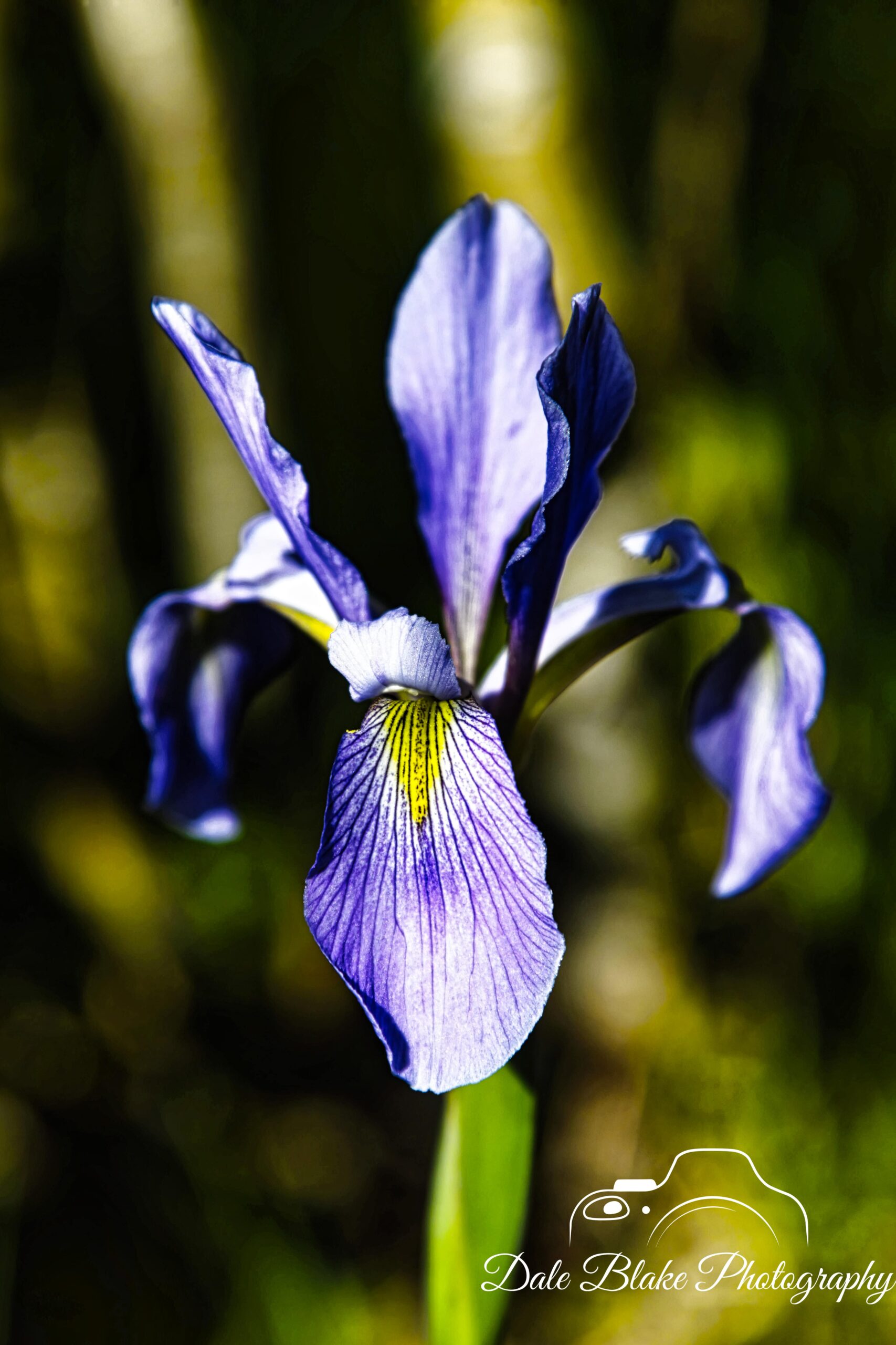 DSC_6837-WildFlower-BLUE FLAG-min