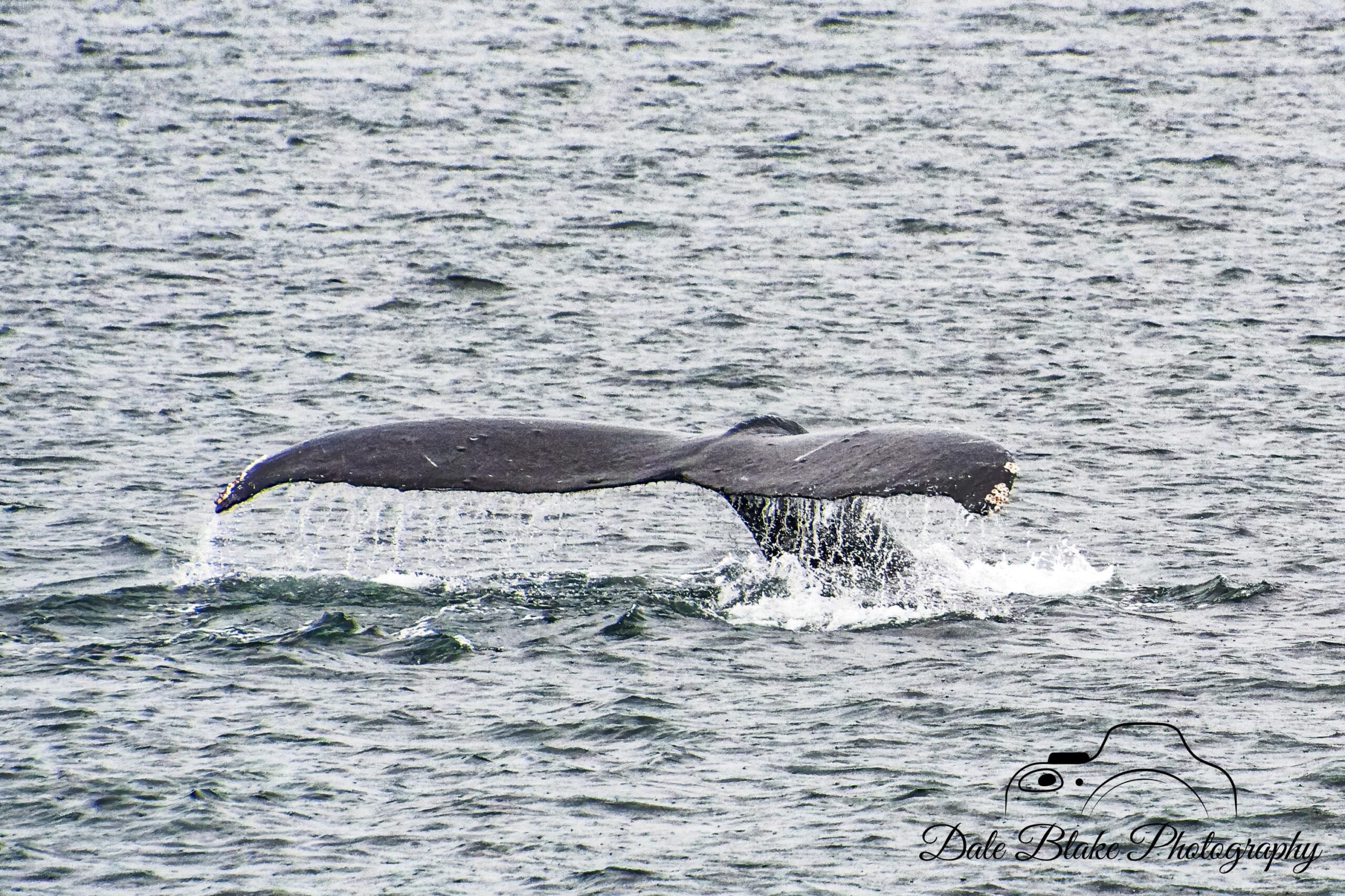 DSC_7781-Alaska Whale Tail-min