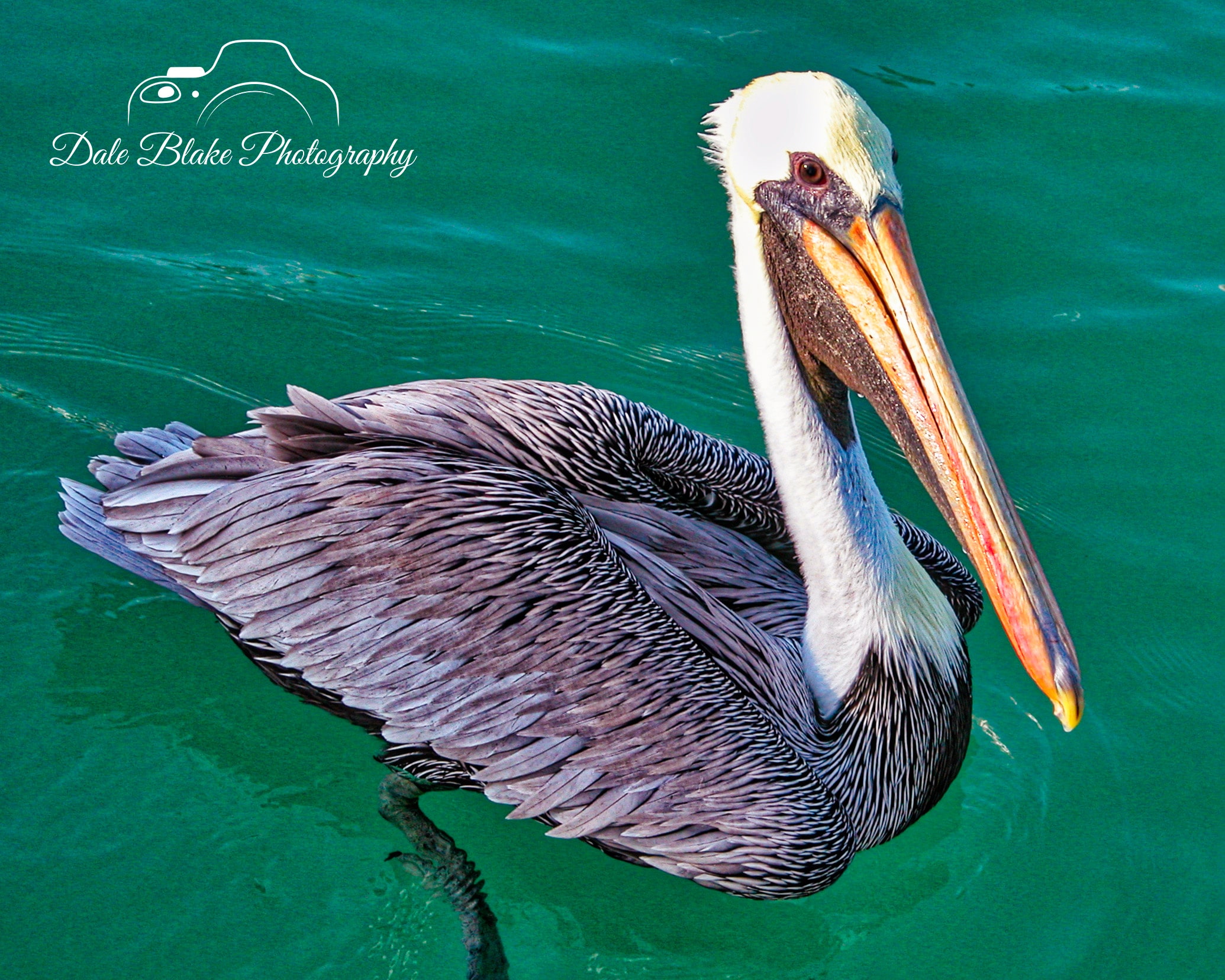 Key West Pelican-min