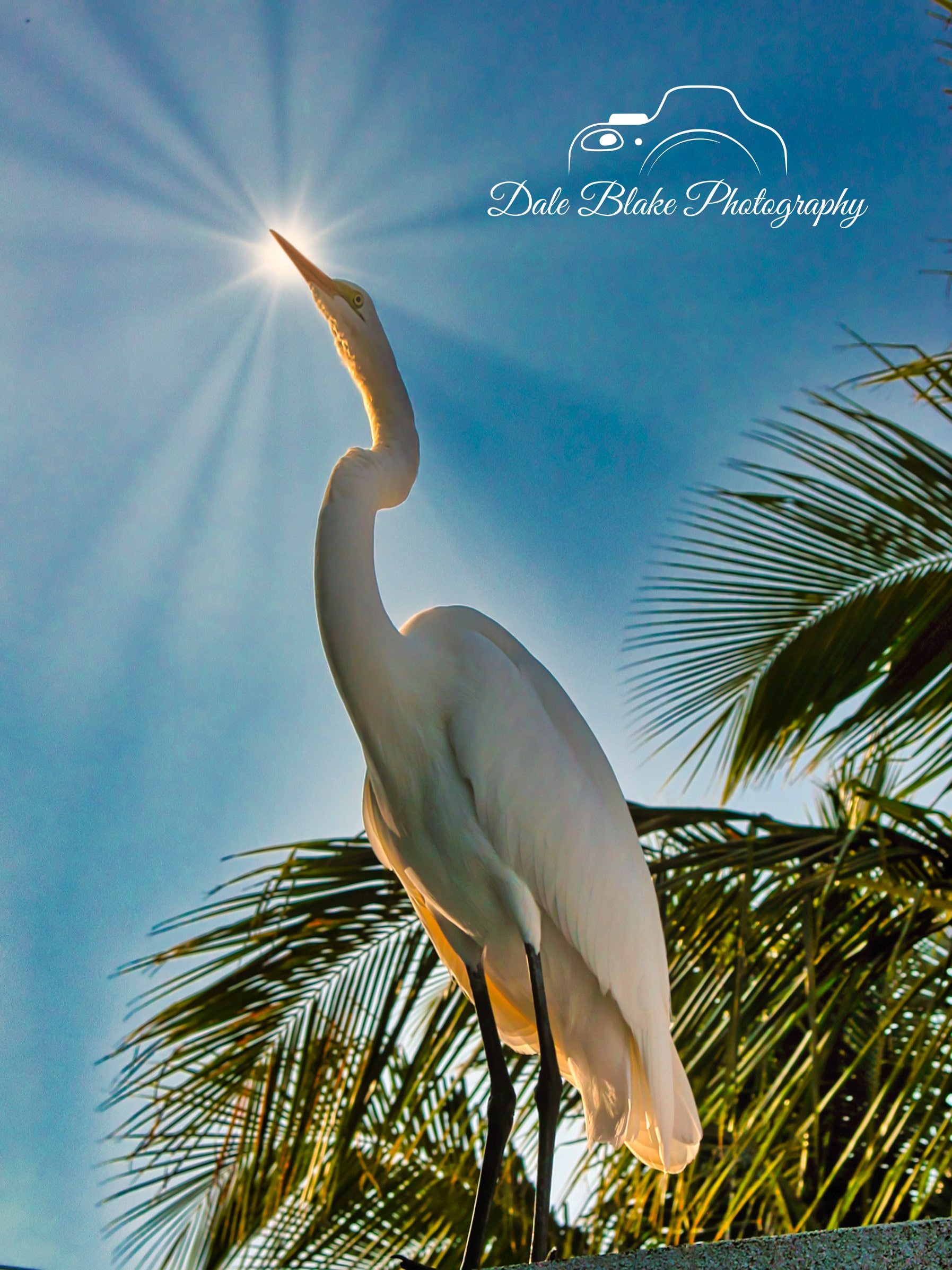 Key West Sunburst-min