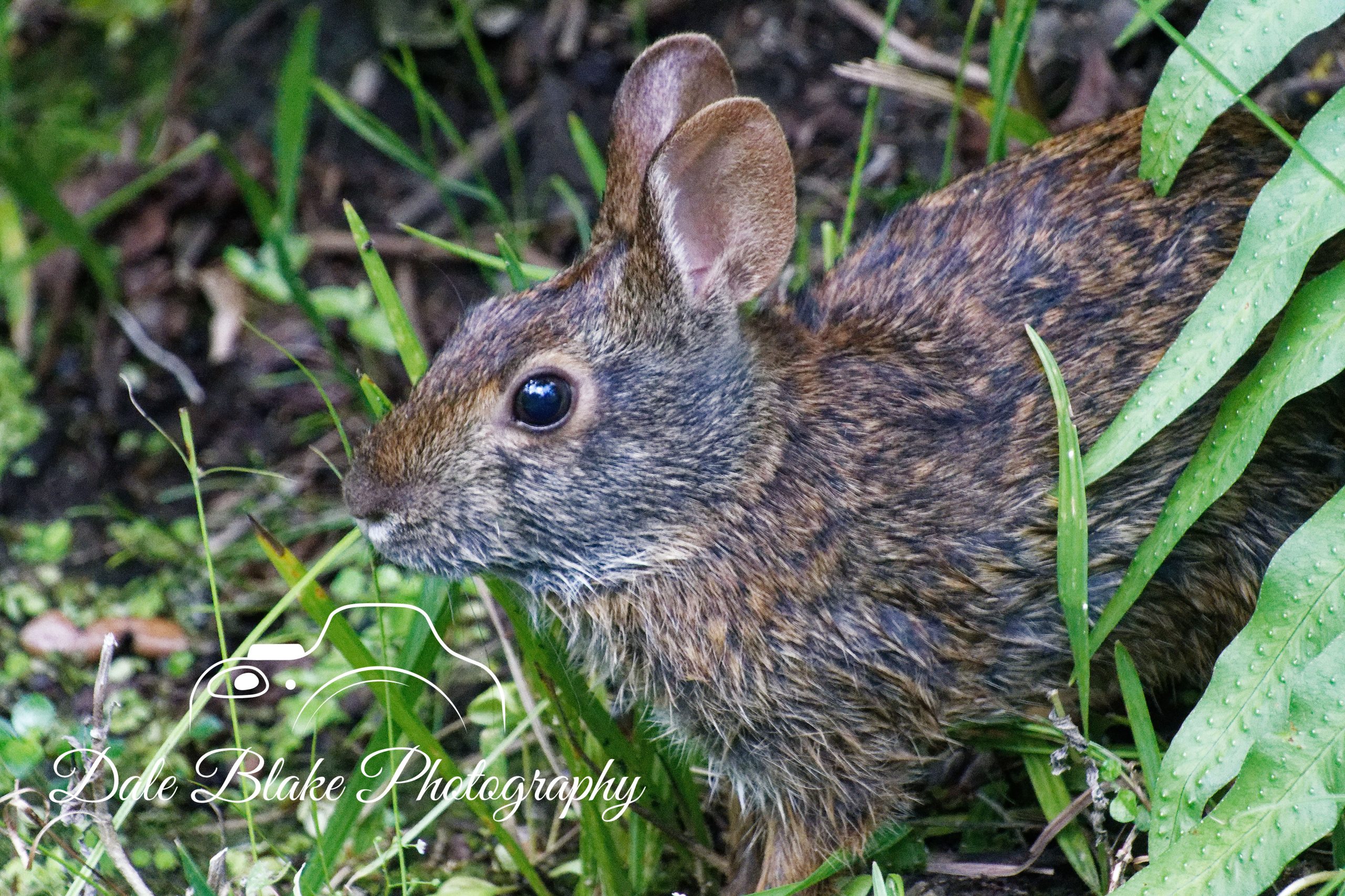 Big Ears