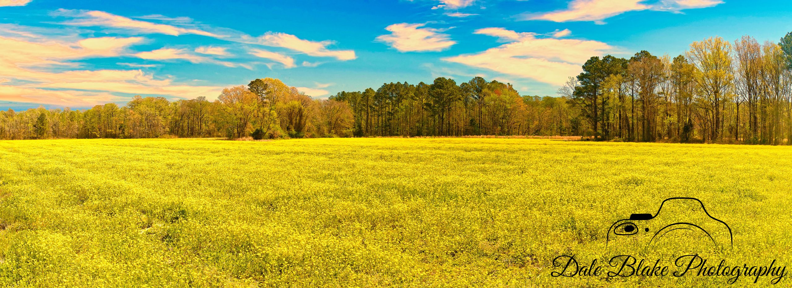 Canola Flowers Panorama