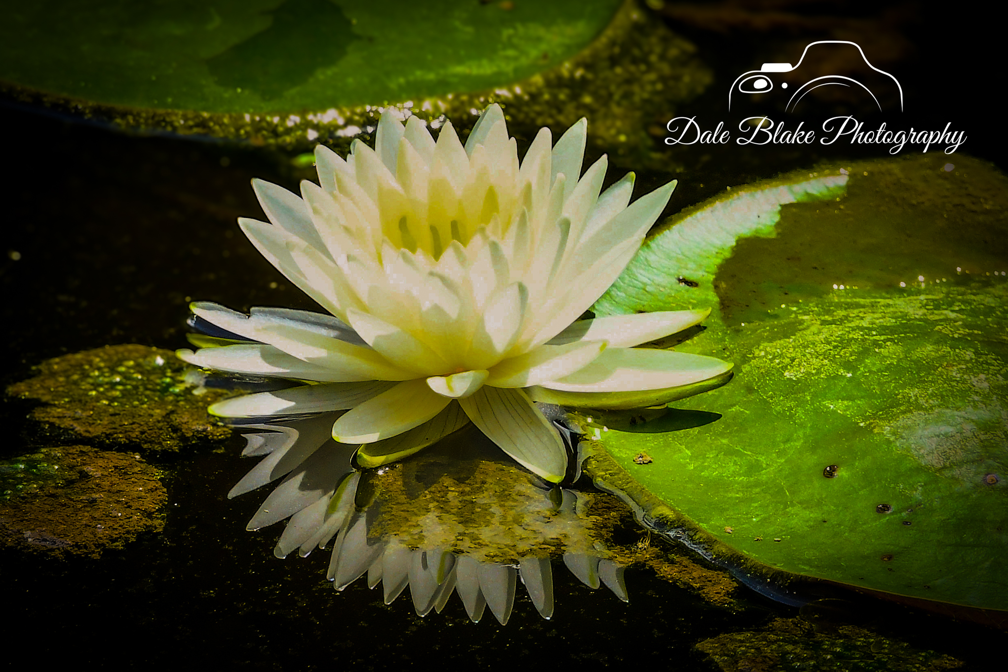 DSC_0363-Fragrant Water Lily-2 (1)