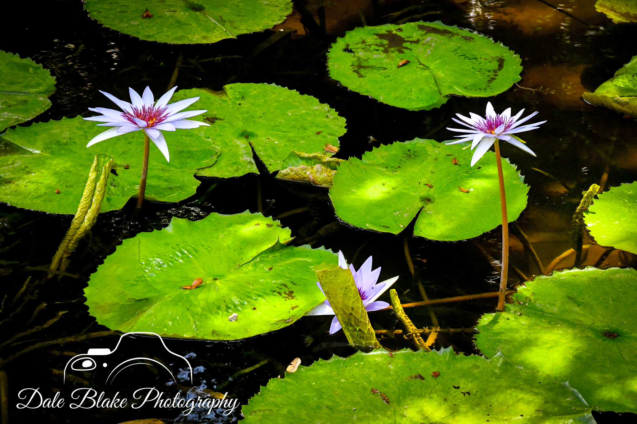 DSC_3170-Blue Water Lily-2 (1)