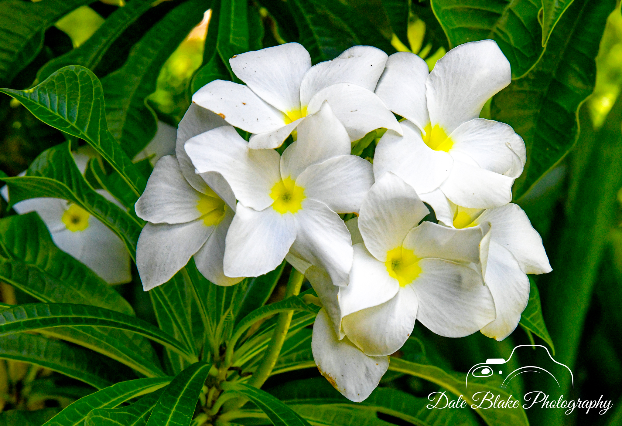 DSC_3251-Fiddle Leaf Plumeria (1)