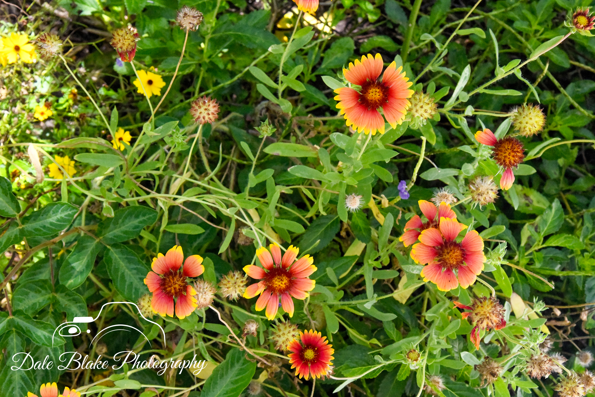 DSC_3323-Indian Blanket (1)