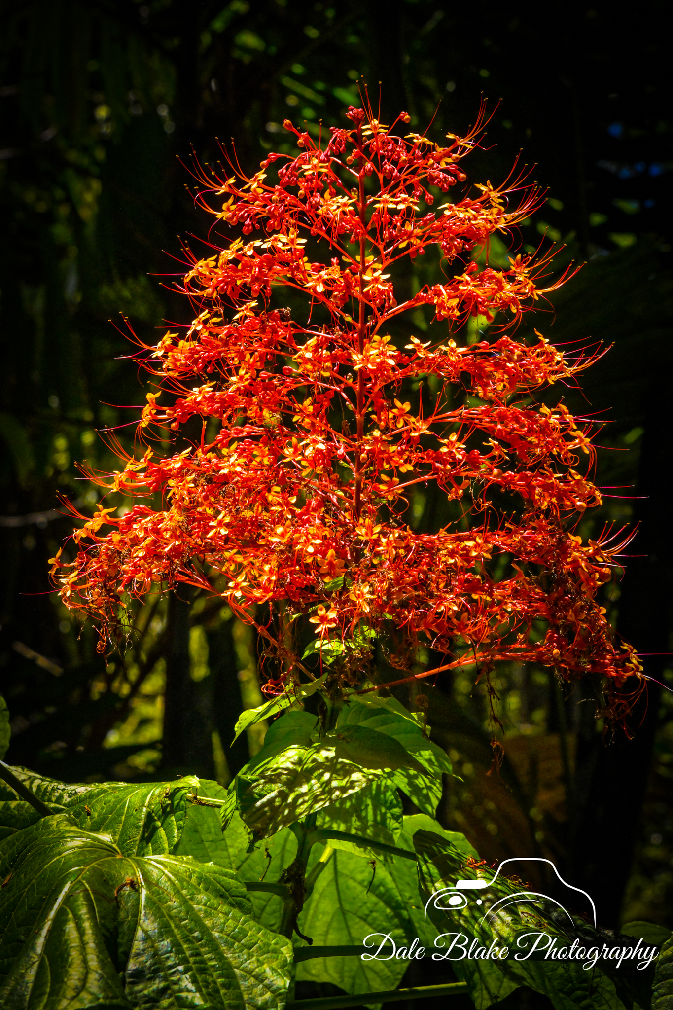 DSC_3332-Pagoda-Flower-1 (1)