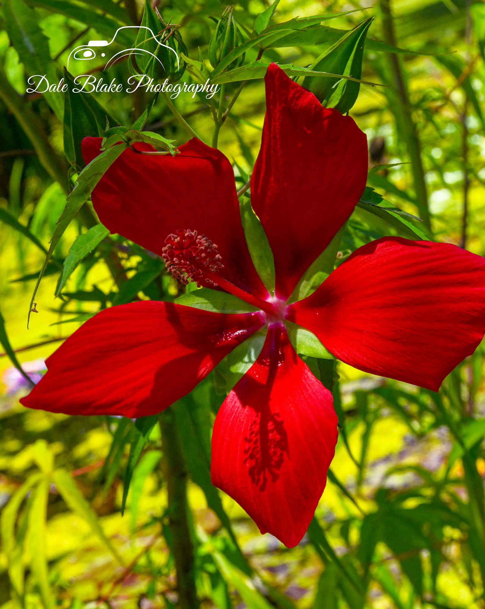 DSC_3361-Hibiscus Coccineus Walter (1)