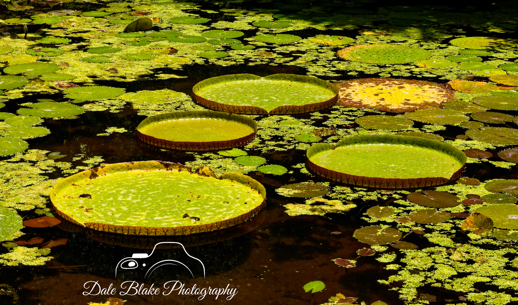 DSC_3371-Amazon Water Lillies-1 (1)