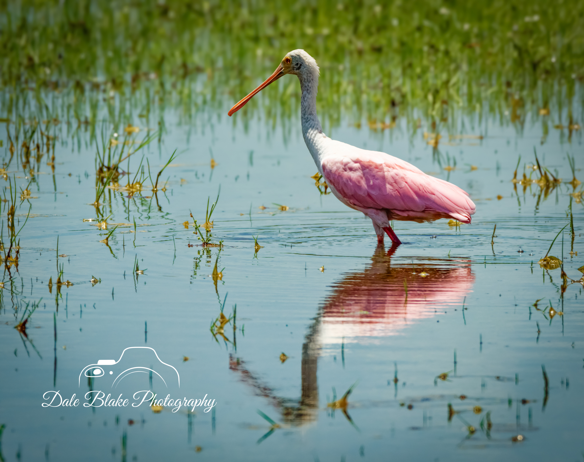 DSC_6616-Vero Beach-Rose Spoon Bill (1)